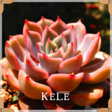 Big Promotion!99 Kinds Rare Succulents Seeds Lithops Seeds Pseudotruncatella Office Bonsai Plants Flower Seed 100 PCS/Lot,#UJY3G