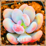 Big Promotion!99 Kinds Rare Succulents Seeds Lithops Seeds Pseudotruncatella Office Bonsai Plants Flower Seed 100 PCS/Lot,#UJY3G