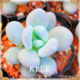 Big Promotion!99 Kinds Rare Succulents Seeds Lithops Seeds Pseudotruncatella Office Bonsai Plants Flower Seed 100 PCS/Lot,#UJY3G