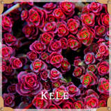 Big Promotion!99 Kinds Rare Succulents Seeds Lithops Seeds Pseudotruncatella Office Bonsai Plants Flower Seed 100 PCS/Lot,#UJY3G