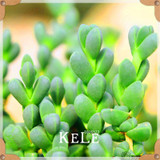 Big Promotion!99 Kinds Rare Succulents Seeds Lithops Seeds Pseudotruncatella Office Bonsai Plants Flower Seed 100 PCS/Lot,#UJY3G