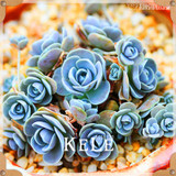 Big Promotion!99 Kinds Rare Succulents Seeds Lithops Seeds Pseudotruncatella Office Bonsai Plants Flower Seed 100 PCS/Lot,#UJY3G