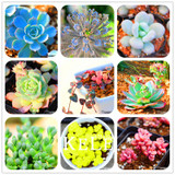 Big Promotion!99 Kinds Rare Succulents Seeds Lithops Seeds Pseudotruncatella Office Bonsai Plants Flower Seed 100 PCS/Lot,#UJY3G