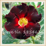 Big Promotion! 2 Pcs/Bag Desert Rose Seeds Adenium Obesum Seeds Plant Pot Bonsai Flower Seeds for Home Garden Ornamental Plants