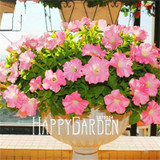 Big Promotion! 100 Seeds A Lot Hanging Petunia Mixed Seeds Rare Flower Seeds DIY Home Garden plant Easy to Grow
