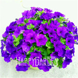Big Promotion! 100 Seeds A Lot Hanging Petunia Mixed Seeds Rare Flower Seeds DIY Home Garden plant Easy to Grow