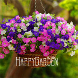 Big Promotion! 100 Seeds A Lot Hanging Petunia Mixed Seeds Rare Flower Seeds DIY Home Garden plant Easy to Grow