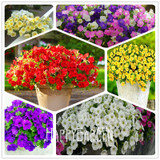 Big Promotion! 100 Seeds A Lot Hanging Petunia Mixed Seeds Rare Flower Seeds DIY Home Garden plant Easy to Grow