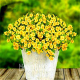Big Promotion! 100 Seeds A Lot Hanging Petunia Mixed Seeds Rare Flower Seeds DIY Home Garden plant Easy to Grow