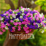 Big Promotion! 100 Seeds A Lot Hanging Petunia Mixed Seeds Rare Flower Seeds DIY Home Garden plant Easy to Grow