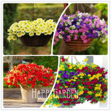 Big Promotion! 100 Seeds A Lot Hanging Petunia Mixed Seeds Rare Flower Seeds DIY Home Garden plant Easy to Grow