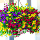 Big Promotion! 100 Seeds A Lot Hanging Petunia Mixed Seeds Rare Flower Seeds DIY Home Garden plant Easy to Grow