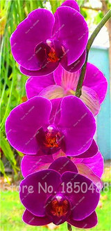 Big Promotion! 100pcs Cymbidium Orchids, Japanese Orchid Bonsai Flower Seeds, Mini Orchid Plant for Home Garden