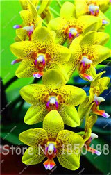 Big Promotion! 100pcs Cymbidium Orchids, Japanese Orchid Bonsai Flower Seeds, Mini Orchid Plant for Home Garden