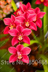 Big Promotion! 100pcs Cymbidium Orchids, Japanese Orchid Bonsai Flower Seeds, Mini Orchid Plant for Home Garden