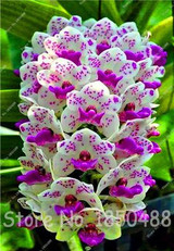 Big Promotion! 100pcs Cymbidium Orchids, Japanese Orchid Bonsai Flower Seeds, Mini Orchid Plant for Home Garden