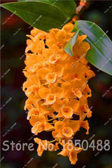 Big Promotion! 100pcs Cymbidium Orchids, Japanese Orchid Bonsai Flower Seeds, Mini Orchid Plant for Home Garden