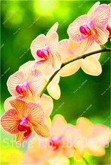 Big Promotion! 100pcs Cymbidium Orchids, Japanese Orchid Bonsai Flower Seeds, Mini Orchid Plant for Home Garden