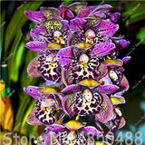 Big Promotion! 100pcs Cymbidium Orchids, Japanese Orchid Bonsai Flower Seeds, Mini Orchid Plant for Home Garden