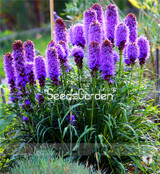 Big Promotion! 100 Pcs/Lot Gayfeather (Liatris Spicata) seeds Bonsai Plant flower seeds for home garden