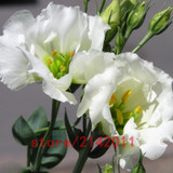 Hot Sale White Eustoma seeds Perennial flowering plants balcony potted flower seeds lisianthus for DIY Home &amp; Garden