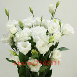 Hot Sale White Eustoma seeds Perennial flowering plants balcony potted flower seeds lisianthus for DIY Home &amp; Garden