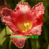 Hot Sale Rare Bonsai Purple White Edge Tulip Seeds Tulip Flower Seeds Perennial Home Garden Potted Plants 100 Particles / lot