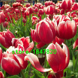Hot Sale Rare Bonsai Purple White Edge Tulip Seeds Tulip Flower Seeds Perennial Home Garden Potted Plants 100 Particles / lot