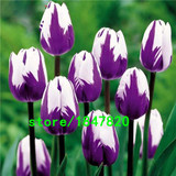 Hot Sale Rare Bonsai Purple White Edge Tulip Seeds Tulip Flower Seeds Perennial Home Garden Potted Plants 100 Particles / lot