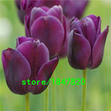 Hot Sale Rare Bonsai Purple White Edge Tulip Seeds Tulip Flower Seeds Perennial Home Garden Potted Plants 100 Particles / lot