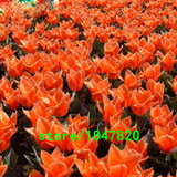 Hot Sale Rare Bonsai Purple White Edge Tulip Seeds Tulip Flower Seeds Perennial Home Garden Potted Plants 100 Particles / lot