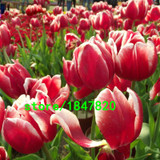 Hot Sale Rare Bonsai Purple White Edge Tulip Seeds Tulip Flower Seeds Perennial Home Garden Potted Plants 100 Particles / lot