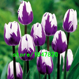 Hot Sale Rare Bonsai Purple White Edge Tulip Seeds Tulip Flower Seeds Perennial Home Garden Potted Plants 100 Particles / lot
