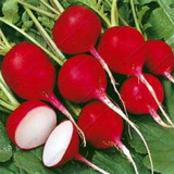 Cherry Radish 100 Seeds Organically Vegetable seeds round smooth red cherry radish Bonsai potted fruits vegetables seeds