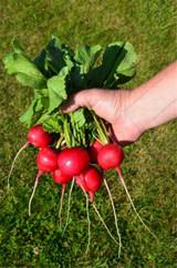 Cherry Radish 100 Seeds Organically Vegetable seeds round smooth red cherry radish Bonsai potted fruits vegetables seeds