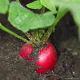 Cherry Radish 100 Seeds Organically Vegetable seeds round smooth red cherry radish Bonsai potted fruits vegetables seeds