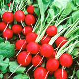 Cherry Radish 100 Seeds Organically Vegetable seeds round smooth red cherry radish Bonsai potted fruits vegetables seeds