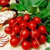 Cherry Radish 100 Seeds Organically Vegetable seeds round smooth red cherry radish Bonsai potted fruits vegetables seeds