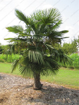 Trachycarpus Fortunei-10 Seeds - Outdoor Perennial plant palm tree seeds for Home Garden Plant tropical ornamental Tree seed