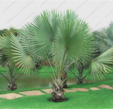 Trachycarpus Fortunei-10 Seeds - Outdoor Perennial plant palm tree seeds for Home Garden Plant tropical ornamental Tree seed