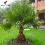 Trachycarpus Fortunei-10 Seeds - Outdoor Perennial plant palm tree seeds for Home Garden Plant tropical ornamental Tree seed