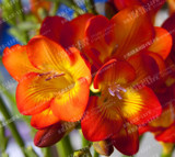 Color Mixing Freesia Hybrida Bulbs Potted Flowers Potted Plant Roots (It Is Not Seed) - Bulbs,Indoor Plant,Natural Growth 2pcs