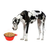 Collapsible foldable silicone dow bowl candy color outdoor travel portable puppy doogie food container feeder dish on sale