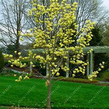 Magnolia seeds, Light fragrant garden tree seeds perennial flower seeds magnolia plants for home garden plant pot 30 pcs/bag