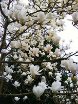Magnolia seeds, Light fragrant garden tree seeds perennial flower seeds magnolia plants for home garden plant pot 30 pcs/bag