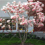 Magnolia seeds, Light fragrant garden tree seeds perennial flower seeds magnolia plants for home garden plant pot 30 pcs/bag