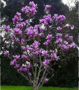 Magnolia seeds, Light fragrant garden tree seeds perennial flower seeds magnolia plants for home garden plant pot 30 pcs/bag