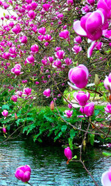 Magnolia seeds, Light fragrant garden tree seeds perennial flower seeds magnolia plants for home garden plant pot 30 pcs/bag