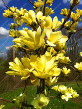 Magnolia seeds, Light fragrant garden tree seeds perennial flower seeds magnolia plants for home garden plant pot 30 pcs/bag