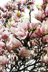 Magnolia seeds, Light fragrant garden tree seeds perennial flower seeds magnolia plants for home garden plant pot 30 pcs/bag